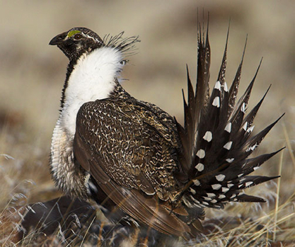 sage_grouse