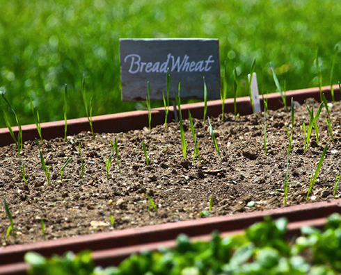 2013_0417_whwheat