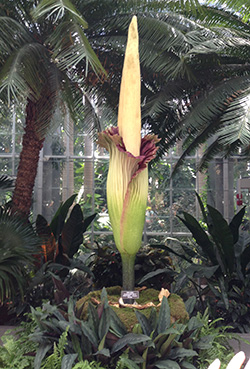2013_0723_CorpsePlant