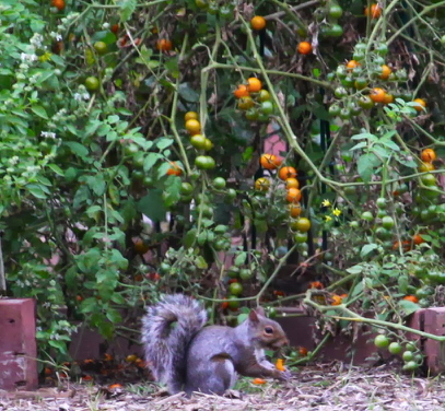2013_1015_WHgarden