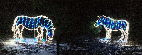2013_1211_Zoozebras