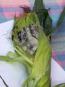 CornSmut_Huitlacoche01