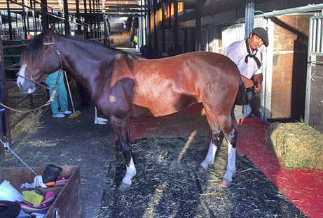 2014_0328_HorseGrooming