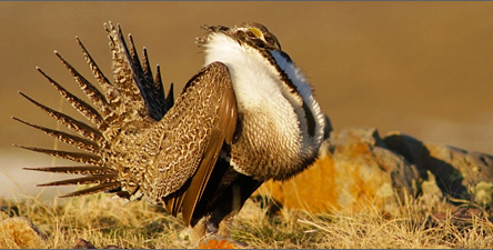 GreaterSageGrouse