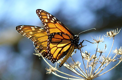 MonarchButterfly