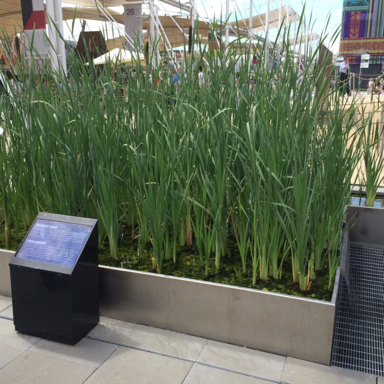 2015_0702_Cattails