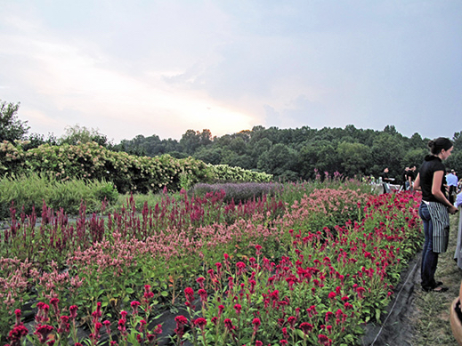 2015_0918_BlakesleeFlowerField