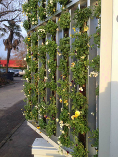 PavilionGrowing3
